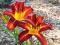 Liliowiec ogrodowy 'Autumn Red'