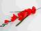MI1-4 czerwony mieczyk, kwiat hurt-detal