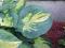 Hosta 'Dream Queen' - Funkia DWU BARWNA NOWOŚĆ !!!