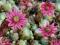 ROJNIK PAJĘCZYNOWATY Sempervivum Sklaniak Rabaty