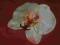 Sztuczne kwiaty STORCZYK orchidea kremowy krem SS