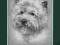 WESTHIGHLAND WHITE TERRIER ORYGINALNA RYCINA