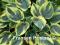 Hosta 'Aristocrat' - Funkia SUPER NOWOŚĆ !!! !!!