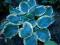 Hosta 'Pizzazz' - FUNKIA ( NIEBIESKO - KREMOWA ) !