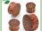 Plug 14 mm drewno kokosowe