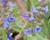 MIODUNKA BLUE ENSIGN PULMONARIA