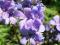 Polemonium yezoense 'Purple Rain Strain' WIELOSIŁ