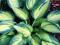 Funkia - Hosta 'Paradise Joyce' - DWUBARWNA !!!!!