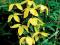 CLEMATIS BILL MCKENZIE #SUPER CENA#