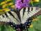 LATRIA PIEKNY FIOLET MOTYLE w OGRODZIE Szkółka
