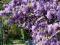 WISTERIA FIOLETOWA - GLICYNIA CHIŃSKA SADZONKI