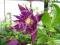 CLEMATIS PURPLE SPIDER półpełne kwiaty powojnik