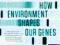 Epigenetics: How Environment Shapes Our Genes