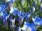 Gentiana sino-ornata GORYCZKA CHIŃSKA Niebieska