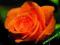 Różą pnąca pomarańczowa !!!TANIO!!!