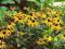 Rudbekia błyskotliwa - tworzy zwarte kępy
