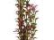 Tetra DecoArt Ludwigia dł. 21cm - roślina sztuczna