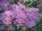 ROZCHODNIK OKAZAŁY LILARÓŻOWY SEDUM w doniczce