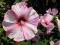 Hibiskus bylinowy __ Nippon Blush ________sadzonki