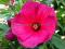 Hibiskus bylinowy Sultry Kiss ____________sadzonki