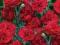 20 Dianthus Passion - czerwony goździk