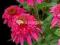 04 Echinacea - Jeżówka Secret Affair