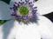Anemone rivularis - Zawilec - EFEKTOWNE KWIATY!!!