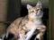 Śliczna złota kotka Syberyjska - syberyjskie