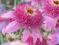 Jeżówka ECHINACEA SECRET ROMANCE piękna odmiana