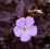BODZISZEK PLAMISTY ESPRESSO GERANIUM MACULATUM11