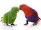 NAKLEJKA naklejki ZWIERZĘTA papugi psy ptaki 100c