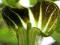 Arisaema amurense - Arizema MOZAIKOWE DZBANKI !!!