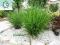 TRAWA OZDOBNA PANICUM 