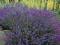 LAWENDA-PACHNĄCY SYMBOL PROWANSJI-PIĘKNIE KWITNIE