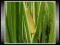 Tatarak zwyczajny  (Acorus Calamus) *Nasiona*