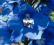 Delphinium Magic 'Mid Blue White Bee' - Ostróżka