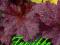 Żurawka Heuchera Midnight Rose Select-19- HIT 2014