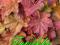Żurawka Heuchera Southern Comfort -19-