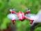 DRON HUBSAN X4 H107C 2.4 G QUADROCOPTER KAMERA UFO