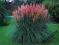 trawa Pampasowa RÓŻOWA