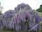 Nowa o PEŁNYCH KWIATACH___WISTERIA Violacea Plena