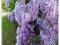 WISTERIA SINENSIS GLICYNIA CHIŃSKA SADZONKI