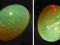 Opal szlachetny 7,3 X 6,3 mm - 0,7ct Etiopia (111)