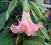 Datura o łososiowych kwiatach ok.120 cm rośliny