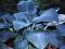 Hosta 'Blue Mammoth' - Funkia NIEBIESKI OLBRYZM !!