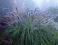 Pennisetum 'Moudry' Rozplenica japońska sadz. P11