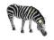 SCHLEICH 14609 ZEBRA KLACZ