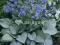 023 Brunnera Looking Glass  - do kolekcji
