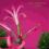 V/A - Pop Ambient 2014  KOMPAKT | Plays