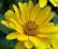 --R12-- RUDBEKIA  NITIDA Rudbeckia  - sadzonka P9